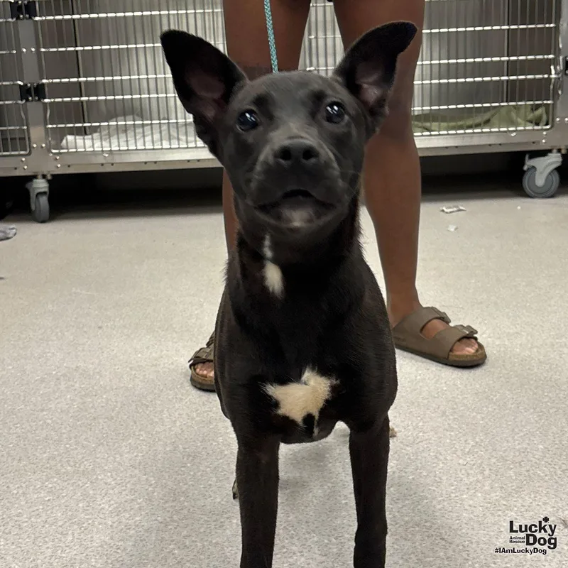 A baby medium-sized female Labrador Retriever dog named Meteorologist for adoption in Washington, DC