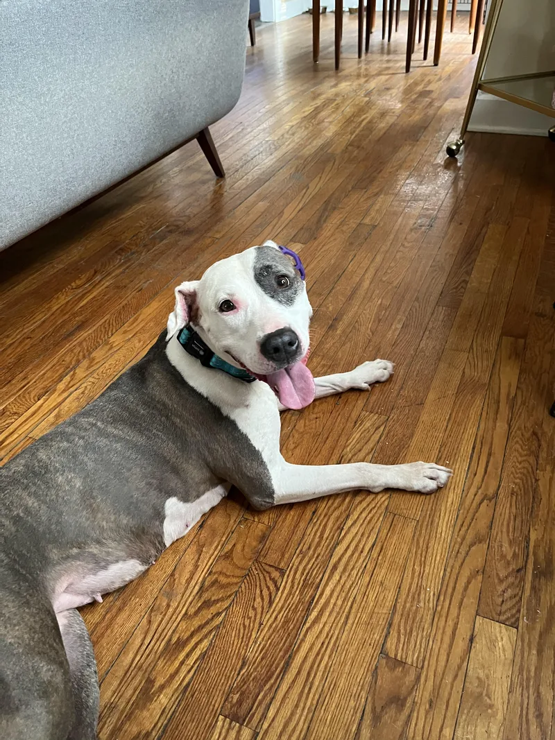 A senior large-sized female Pit Bull Terrier dog named Cheerio for adoption in Indianapolis, IN