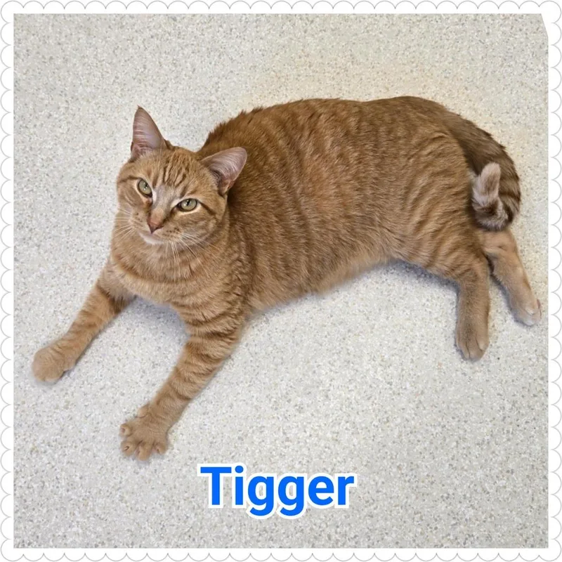 A young medium-sized male Domestic Short Hair cat named Tigger for adoption in North Saint Paul, MN