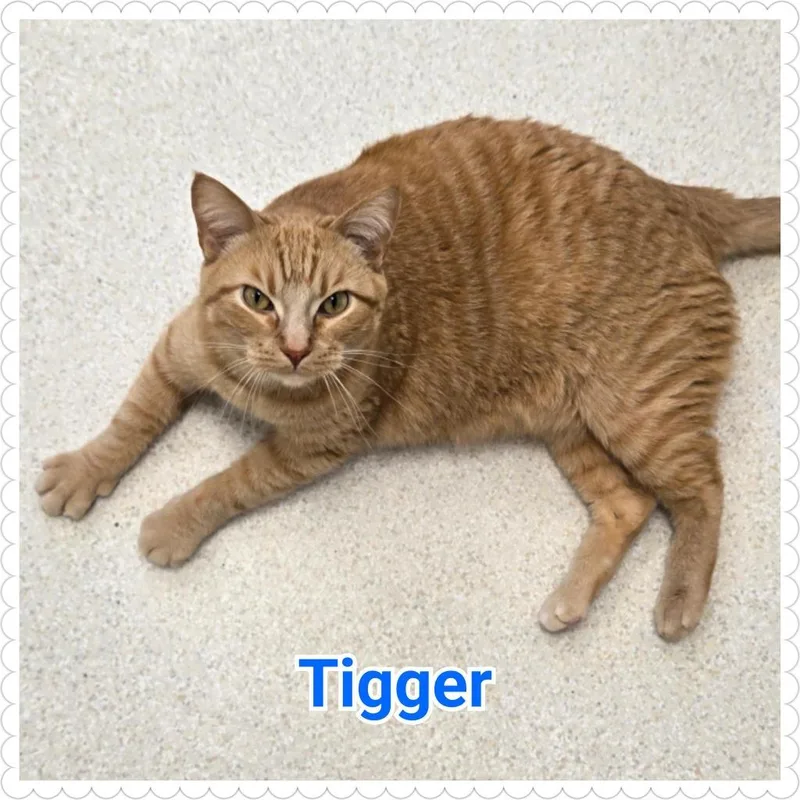 Tigger thumbnail 2