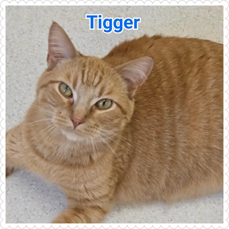 Tigger thumbnail 3