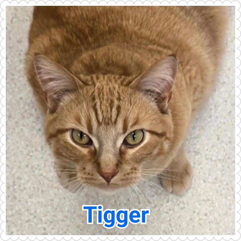 Tigger thumbnail 4