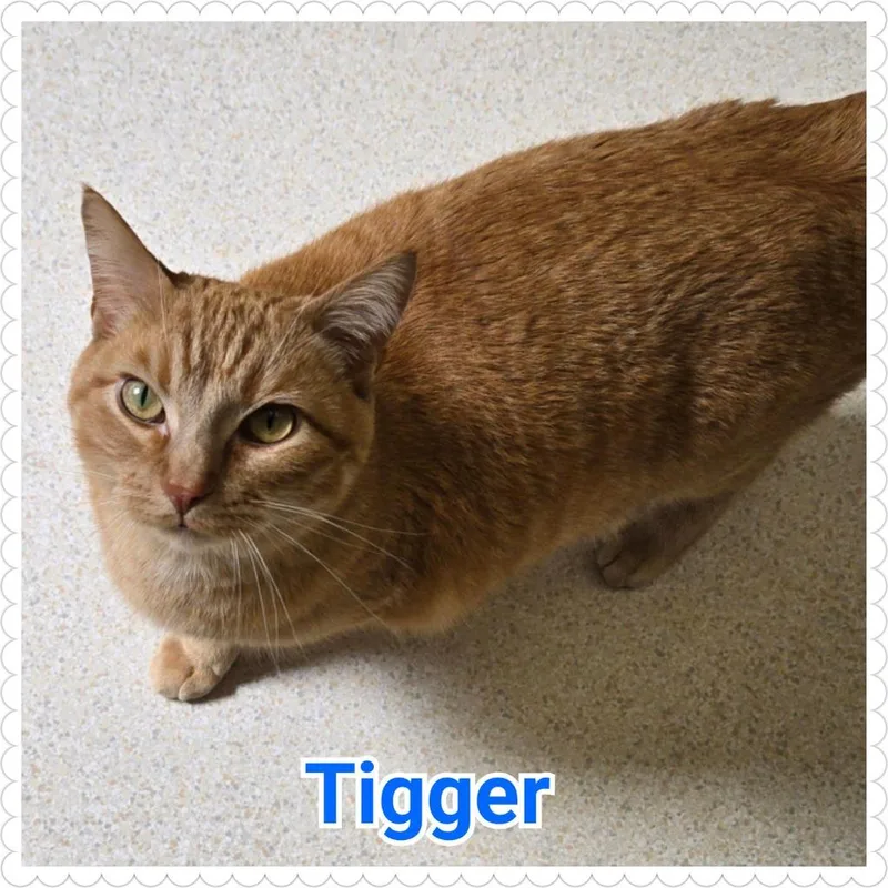 Tigger thumbnail 5