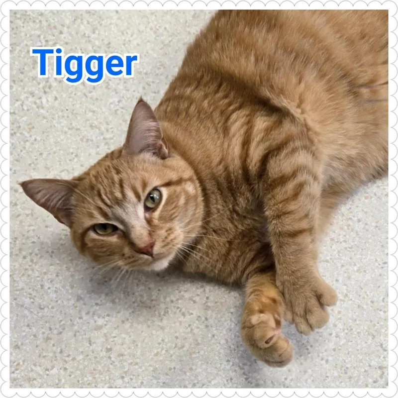 Tigger thumbnail 6