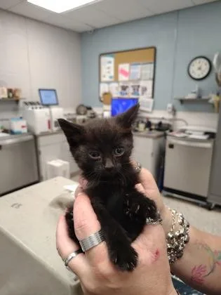 A baby small-sized male Domestic Short Hair cat named Miles for adoption in Gastonia, NC