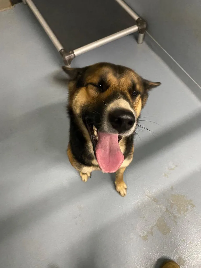 A young large-sized female German Shepherd Dog named Zelda for adoption in Cartersville, GA