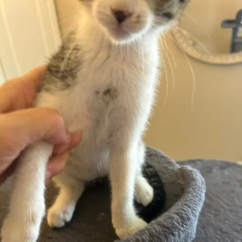 A baby small-sized female Gray / Blue / Silver Domestic Short Hair cat named Pearl for adoption in League City, TX