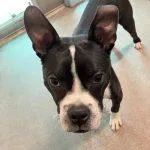 A young medium-sized male Black Boston Terrier dog named Tyrone for adoption in Green Valley, AZ