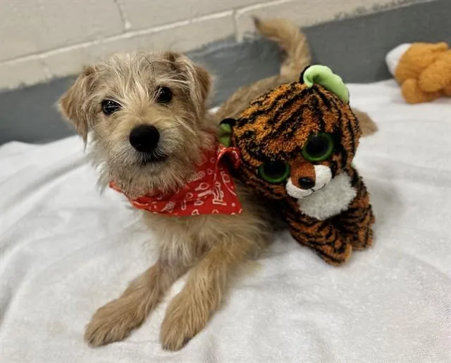 A young small-sized male Terrier dog named A for adoption in Moreno Valley, CA