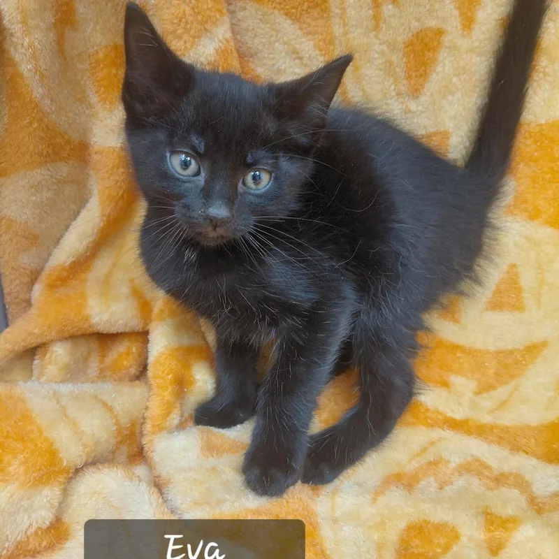 A baby small-sized female Domestic Short Hair cat named Eva for adoption in New Tazewell, TN