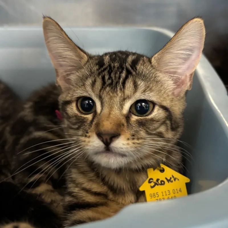 A baby small-sized male Brown / Chocolate Domestic Short Hair cat named Scotch for adoption in Springfield, MA