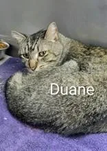 A senior medium-sized male Tabby (Tiger Striped) Domestic Short Hair cat named Duane for adoption in Moline, IL