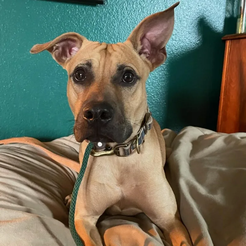 An adult medium-sized male Brown / Chocolate Pit Bull Terrier dog named Chaz JuM for adoption in Austin, TX