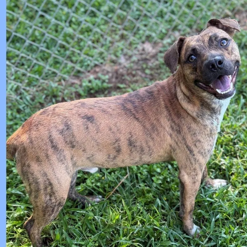 An adult medium-sized male Brindle Mixed Breed dog named Woody for adoption in Summerdale, AL