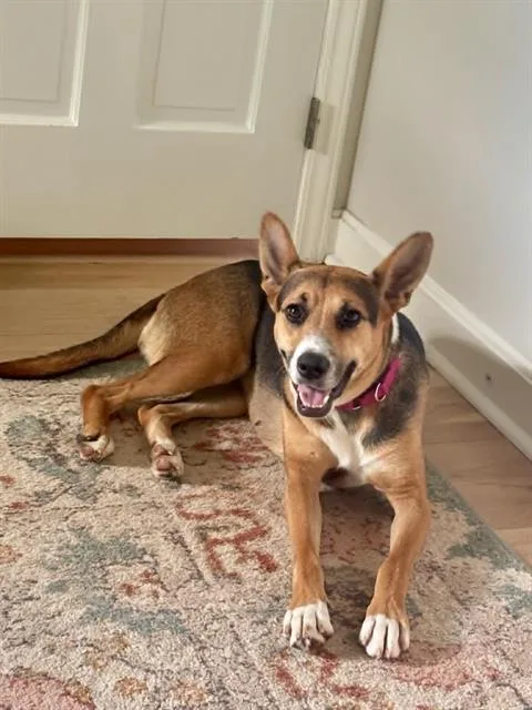 A young medium-sized female Mixed Breed dog named Kenzi for adoption in Charlotte, NC