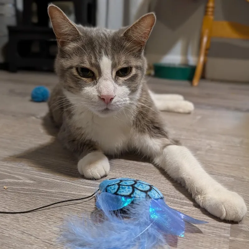 A young medium-sized male Domestic Short Hair cat named Monkey for adoption in Woodstock, GA