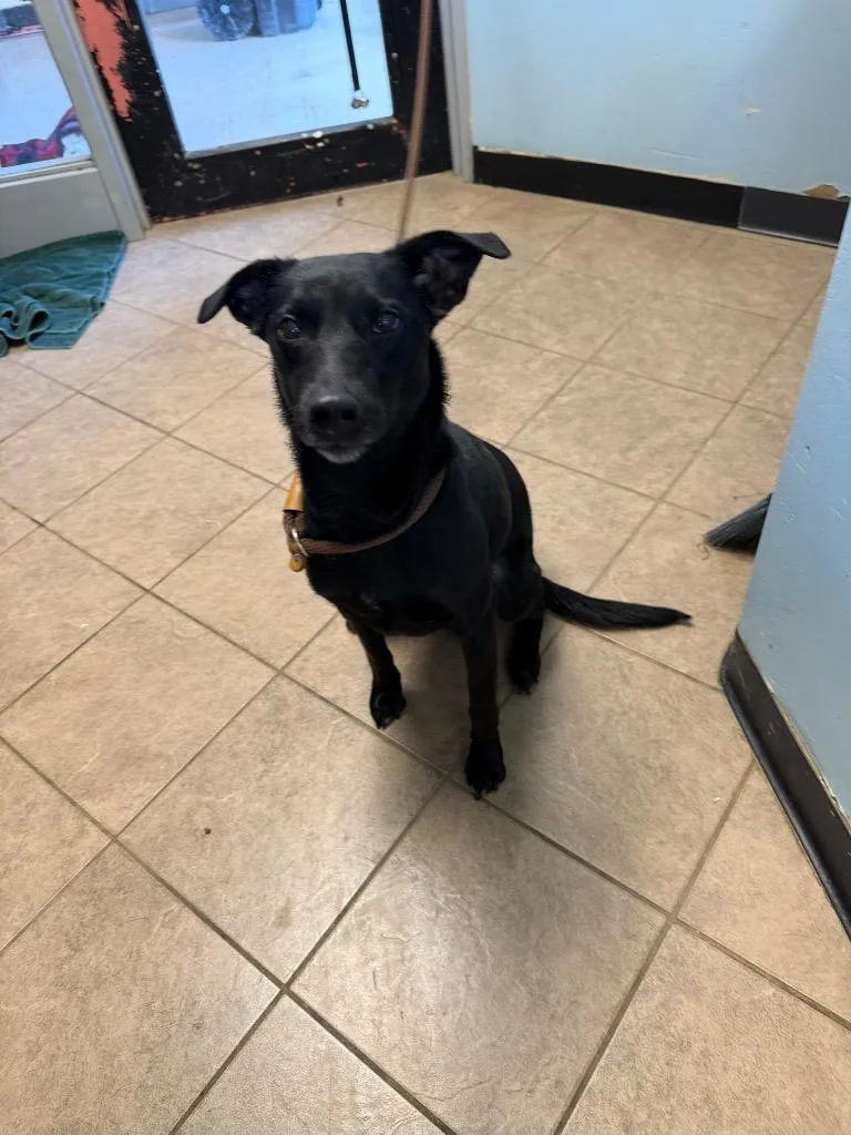 A young medium-sized female Mixed Breed dog named Lacey for adoption in Marion, OH