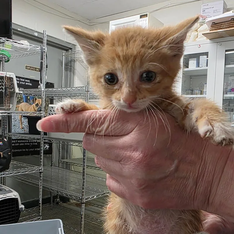 A baby small-sized male Orange / Red Domestic Short Hair cat named Magmar for adoption in Eureka Springs, AR