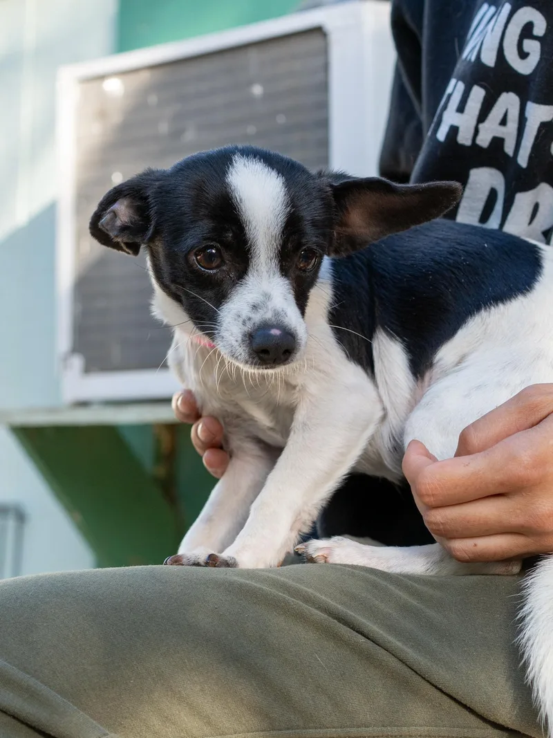 A young small-sized female Chihuahua dog named Francine for adoption in Fresno, CA