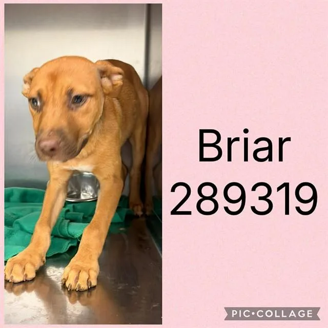 A baby small-sized female Mixed Breed dog named Briar for adoption in Macon, GA