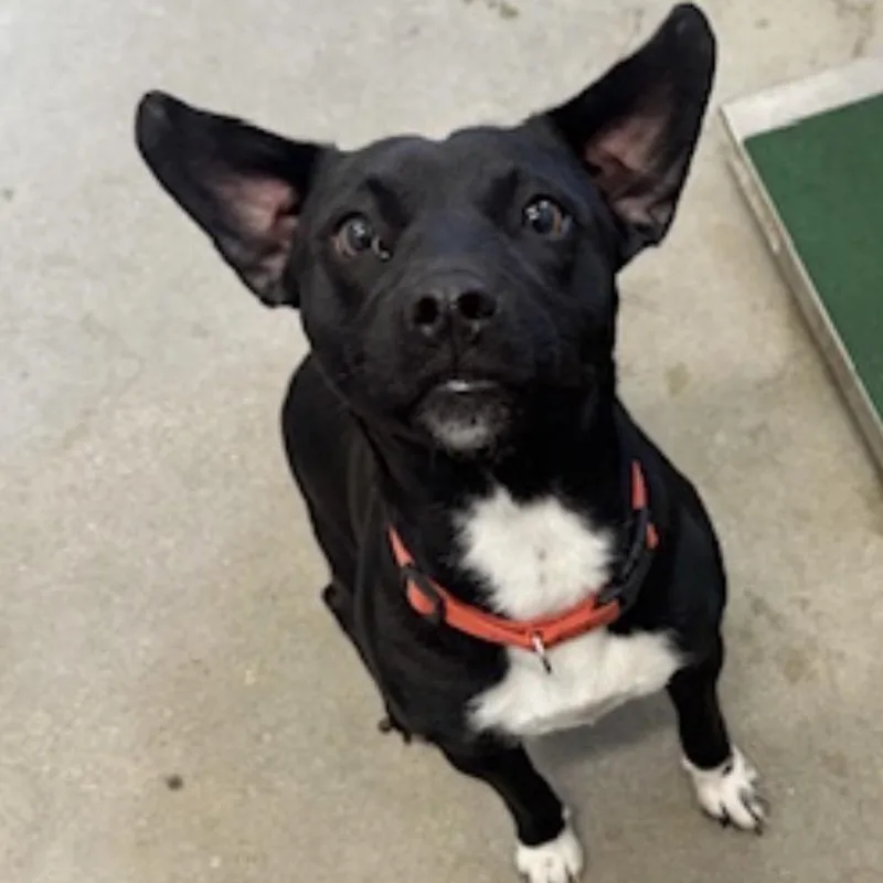 A young medium-sized female Black Labrador Retriever dog named Katrina for adoption in Middleburg Heights , OH