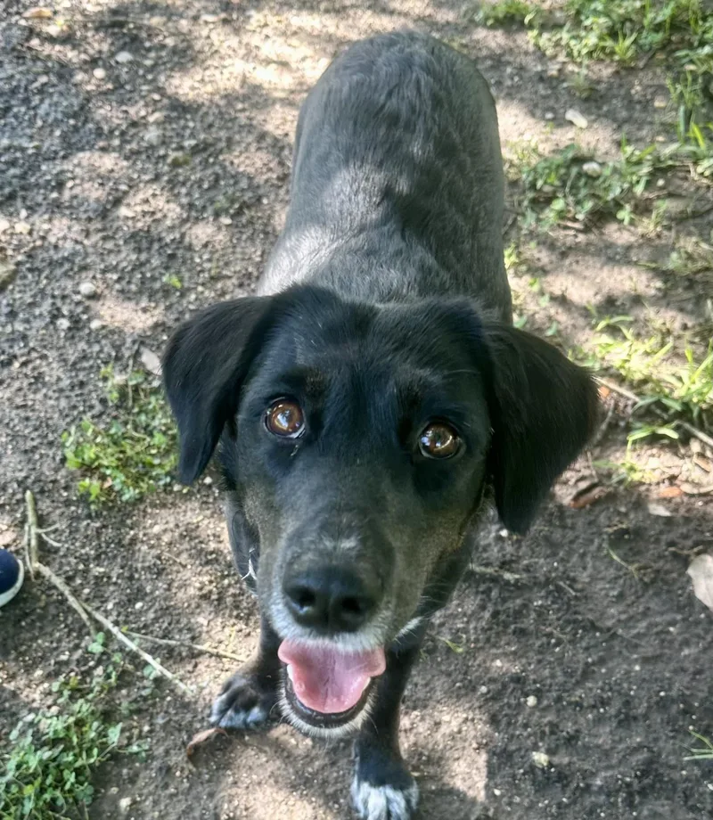 A young medium-sized female Black Border Collie dog named Lacey for adoption in Humble, TX