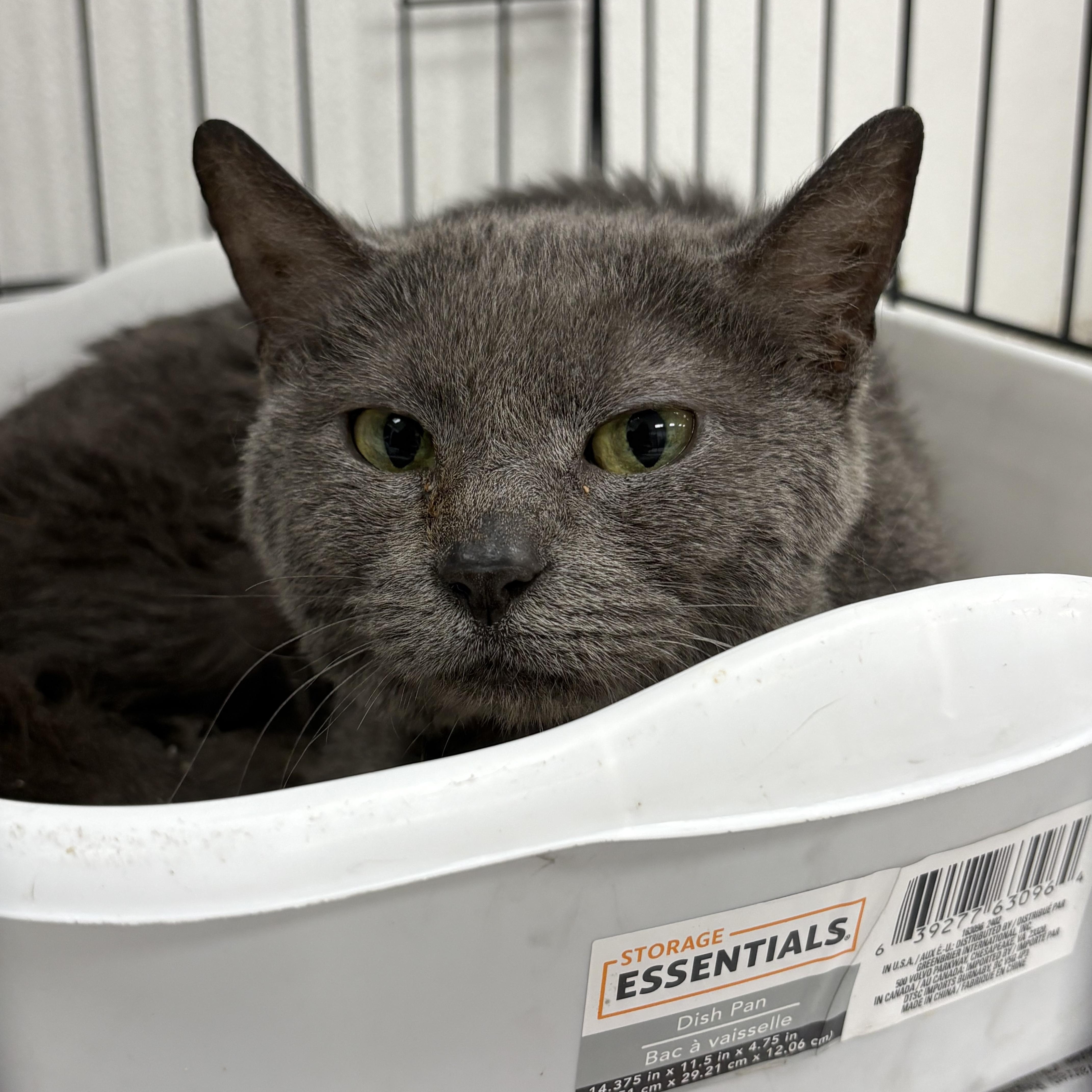 A young medium-sized female Gray / Blue / Silver Domestic Short Hair cat named Coffee for adoption in Youngstown, OH
