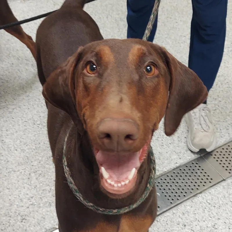 A young large-sized female Brown / Chocolate Doberman Pinscher dog named Chica for adoption in Reno, NV