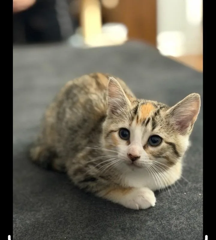 A baby small-sized female Domestic Short Hair cat named Giggs for adoption in Rockford, IL