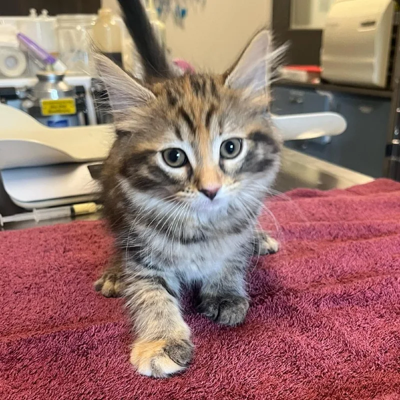 A baby small-sized female Brown / Chocolate Domestic Short Hair cat named Peggy Sue for adoption in Hinsdale, IL