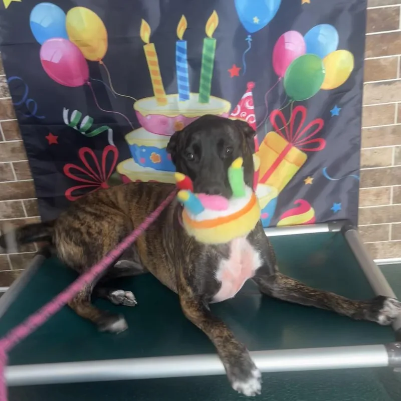 An adult large-sized female Brindle Belgian Shepherd / Malinois dog named Purple for adoption in Austin, TX