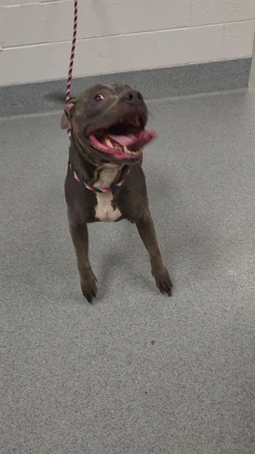 An adult medium-sized female Pit Bull Terrier dog named Britta for adoption in Indianapolis, IN