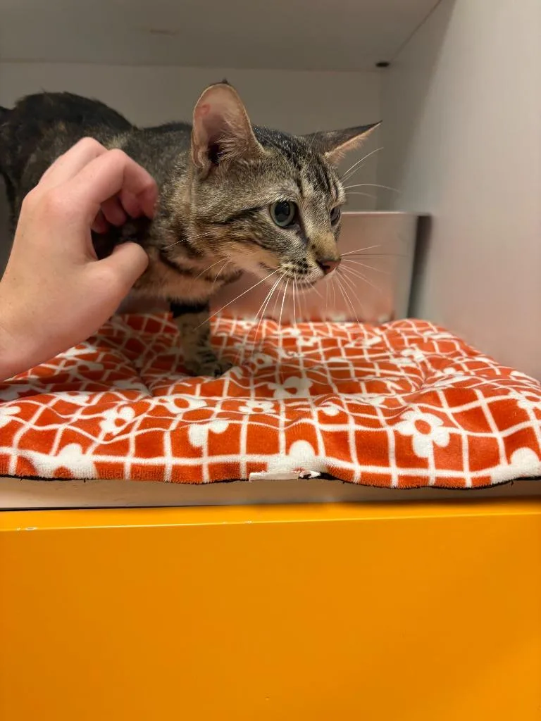 A young medium-sized female Domestic Short Hair cat named Cat Condo for adoption in Greenville, TX
