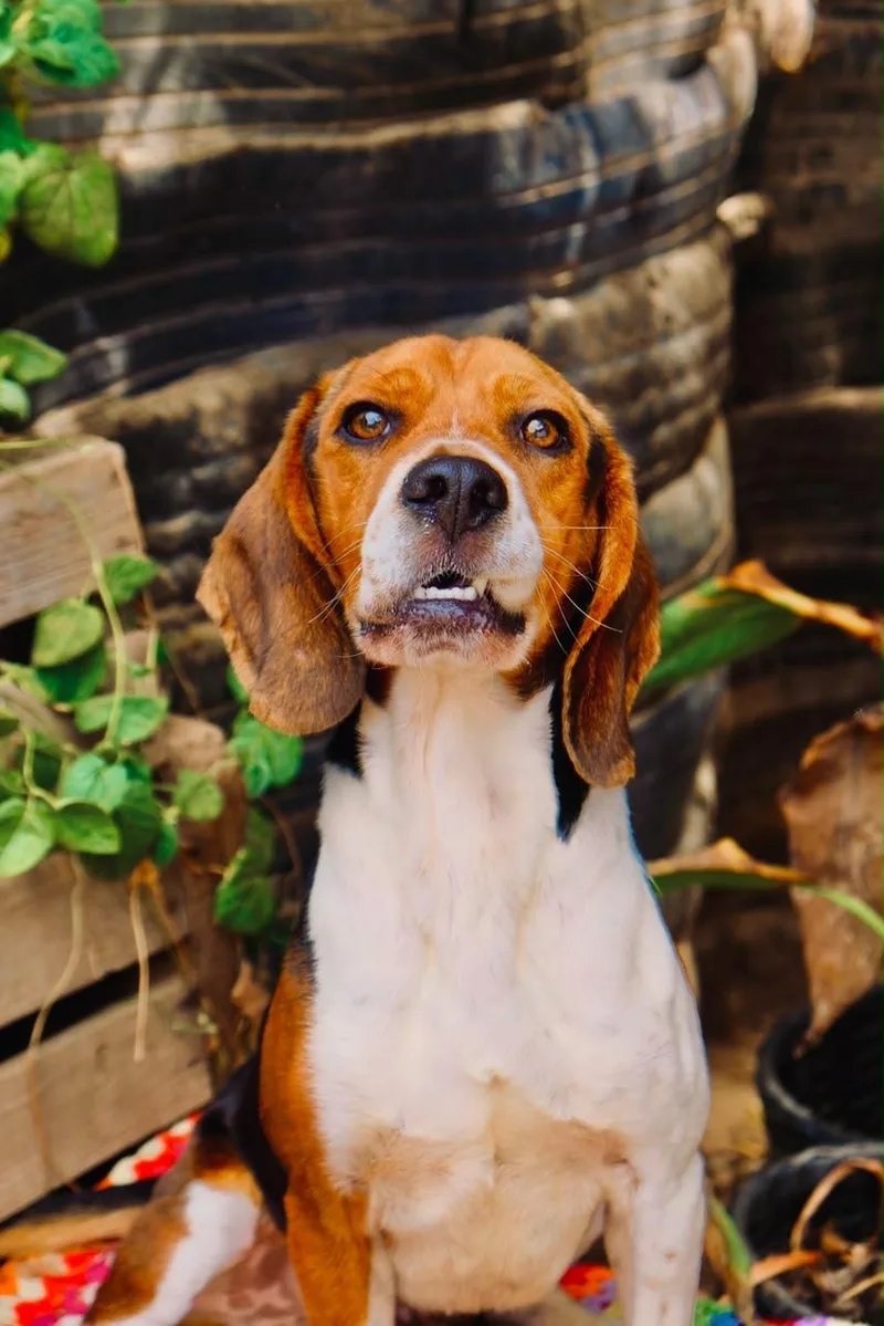 A young medium-sized male Beagle dog named Boone for adoption in San Diego, CA