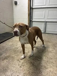 An adult medium-sized female Pit Bull Terrier dog named Miracle for adoption in Gainesville, FL