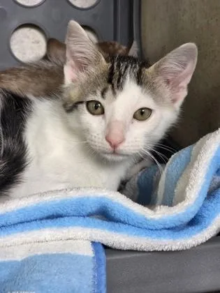 A baby small-sized male Domestic Short Hair cat named Oscar for adoption in Honolulu, HI
