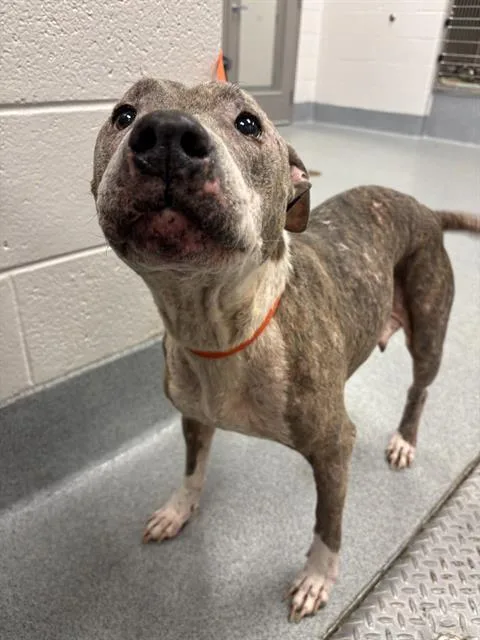 A senior medium-sized female Pit Bull Terrier dog named Daisy for adoption in Indianapolis, IN