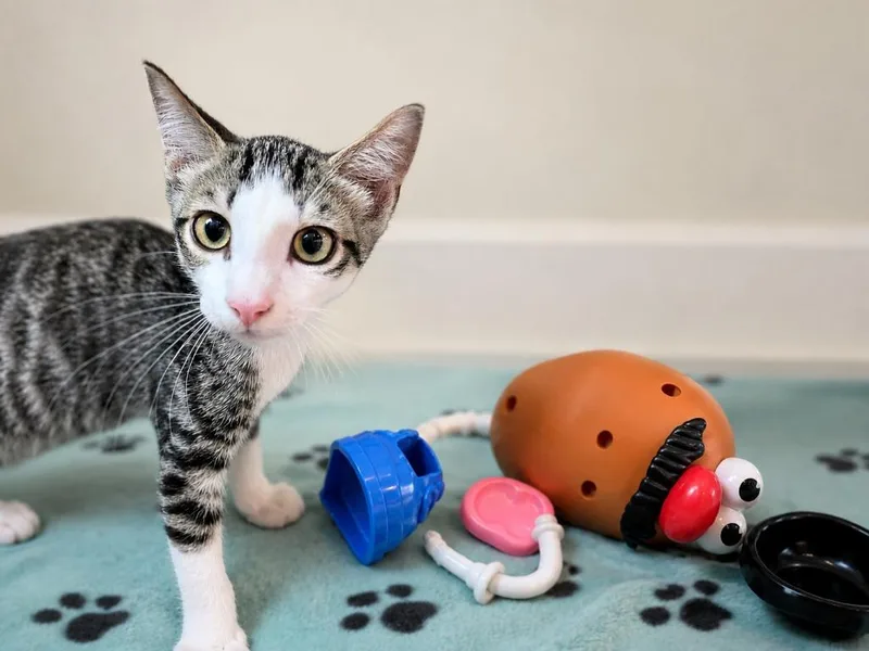 Mr Potato Head thumbnail 3