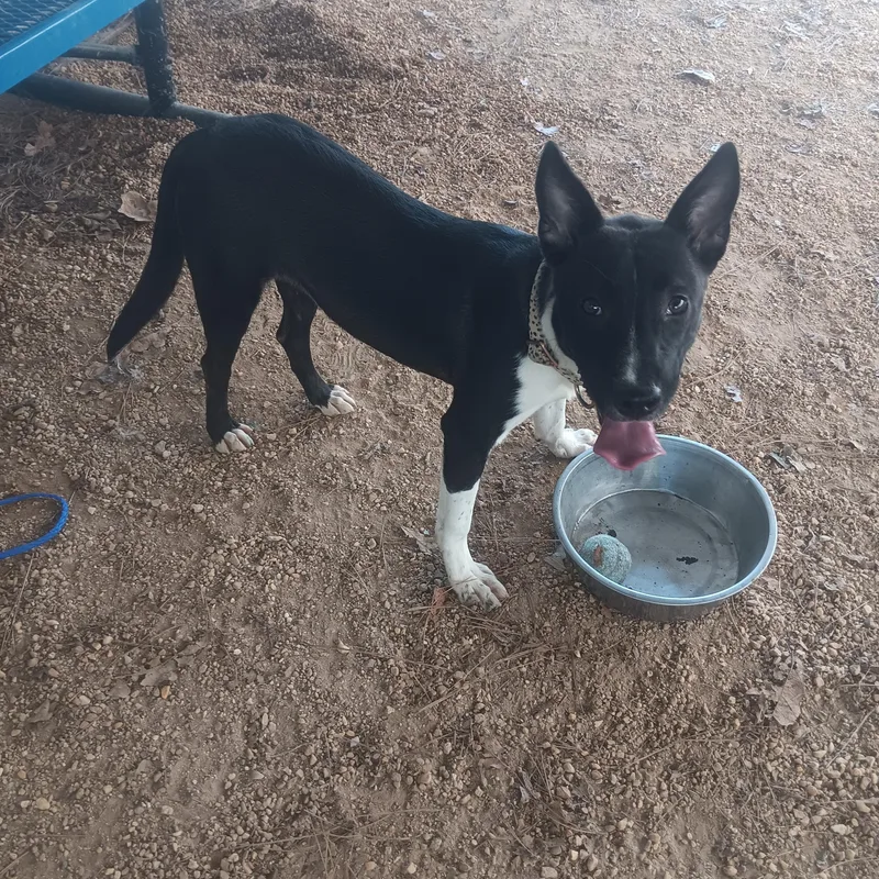 An adult medium-sized female Pit Bull Terrier dog named Shiloh for adoption in North Little Rock, AR