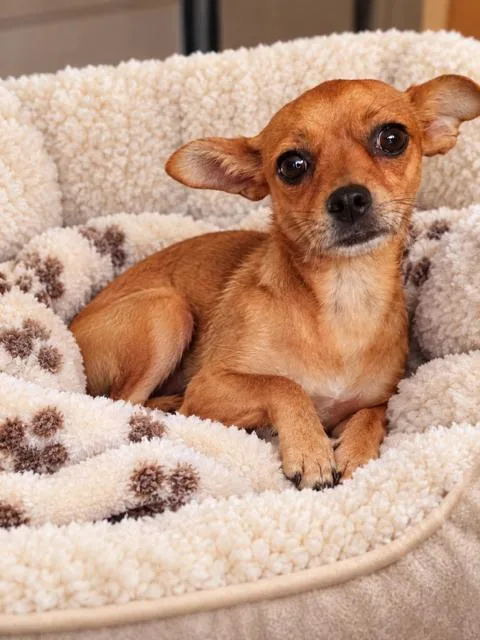 A young small-sized female Chihuahua dog named Fancy for adoption in Midway, UT