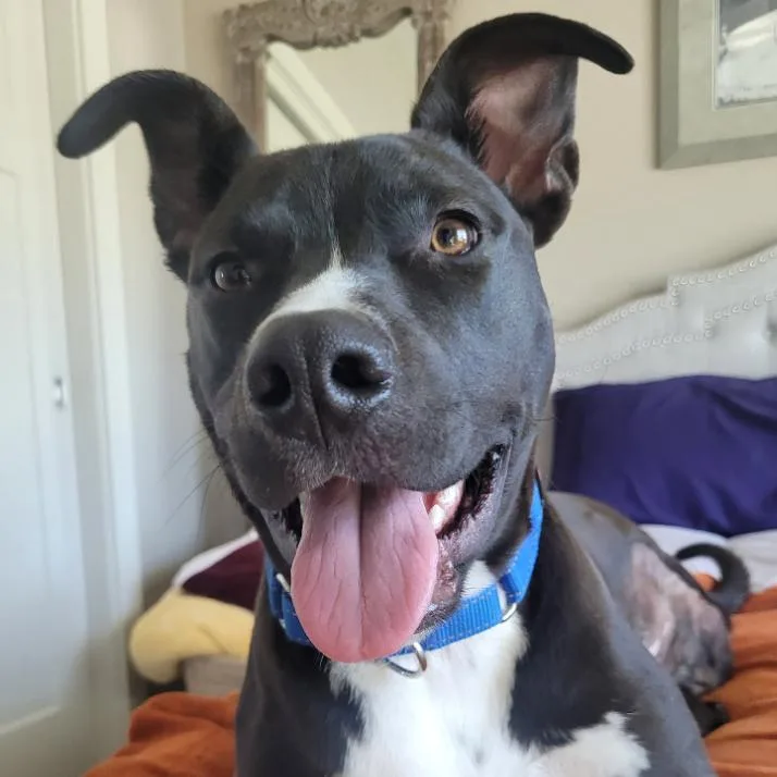 A young small-sized male Black Pit Bull Terrier dog named Tj for adoption in Coralville, IA