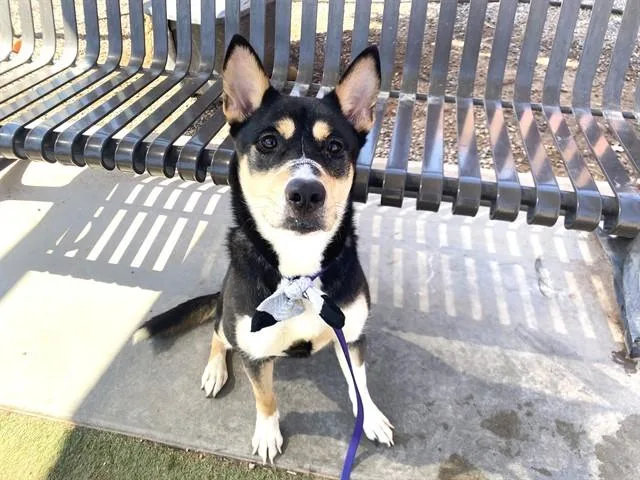 A young large-sized female Australian Kelpie dog named Skeeter for adoption in Phoenix, AZ