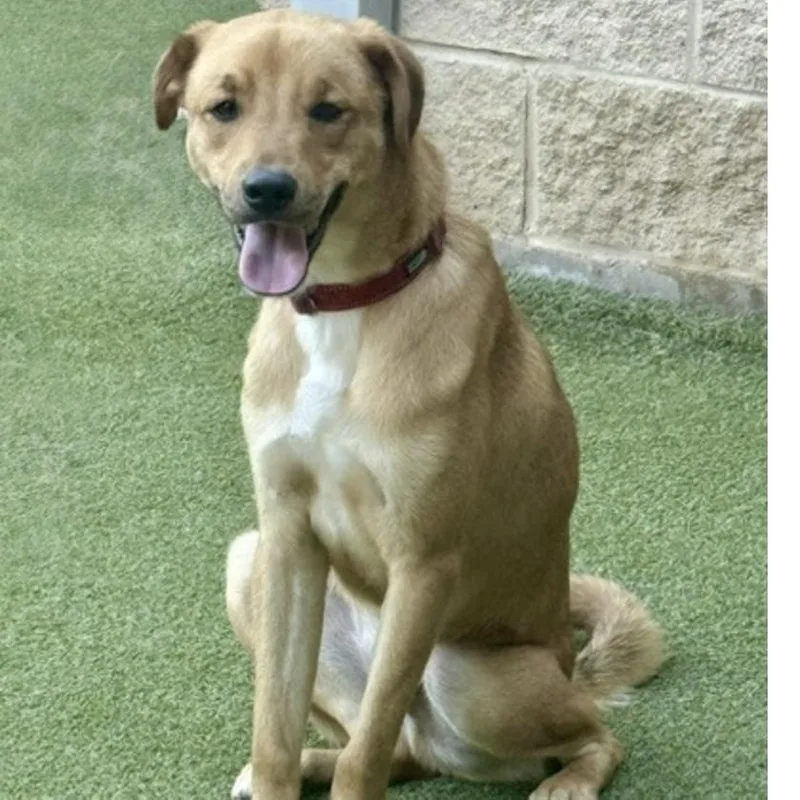 A young medium-sized male Golden Terrier dog named Chips for adoption in Norwalk, CT