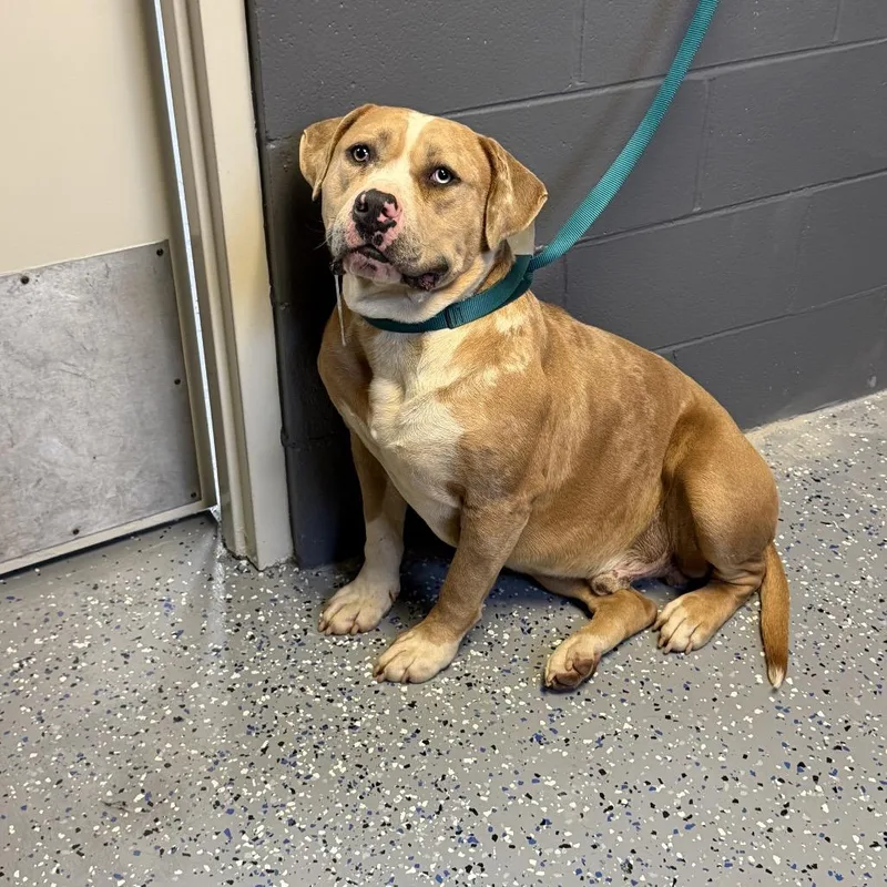 An adult extra large-sized male Brown / Chocolate Pit Bull Terrier dog named Tuscstray for adoption in Tuscaloosa, AL