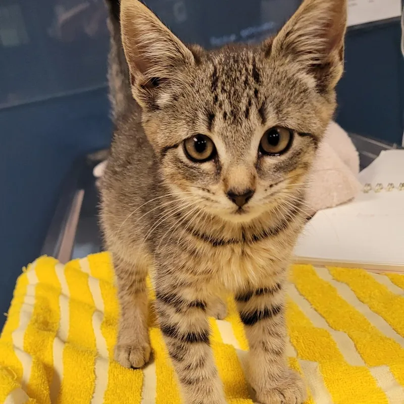 A baby small-sized female Gray / Blue / Silver Domestic Short Hair cat named Madeline for adoption in Newark, NJ