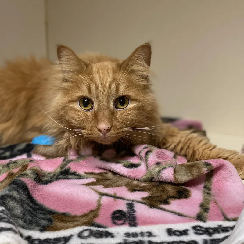 An adult medium-sized male Orange / Red Domestic Long Hair cat named Loki for adoption in Elyria, OH