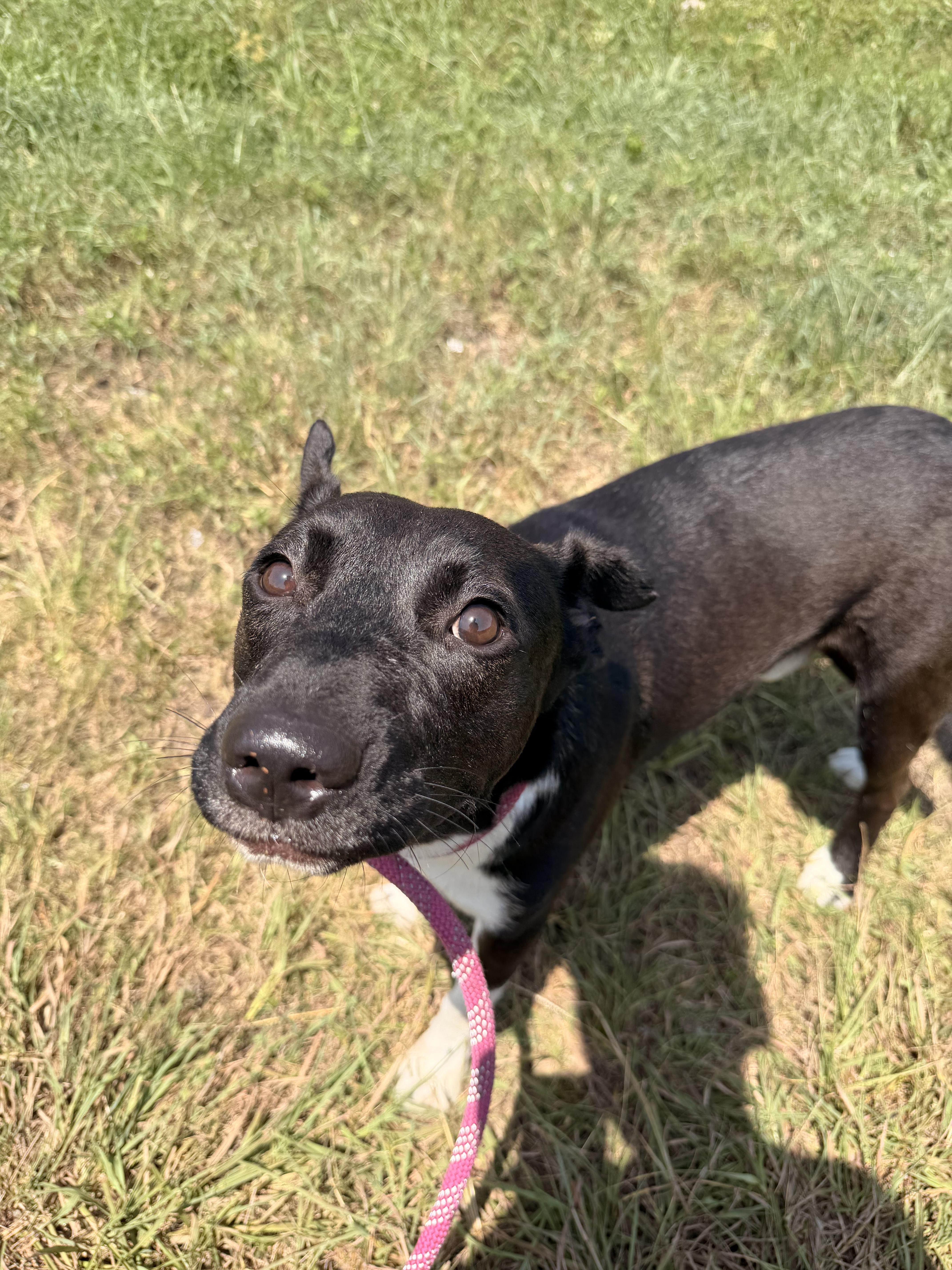 A young medium-sized male Black Labrador Retriever dog named Charley Chase for adoption in Farmington, MO