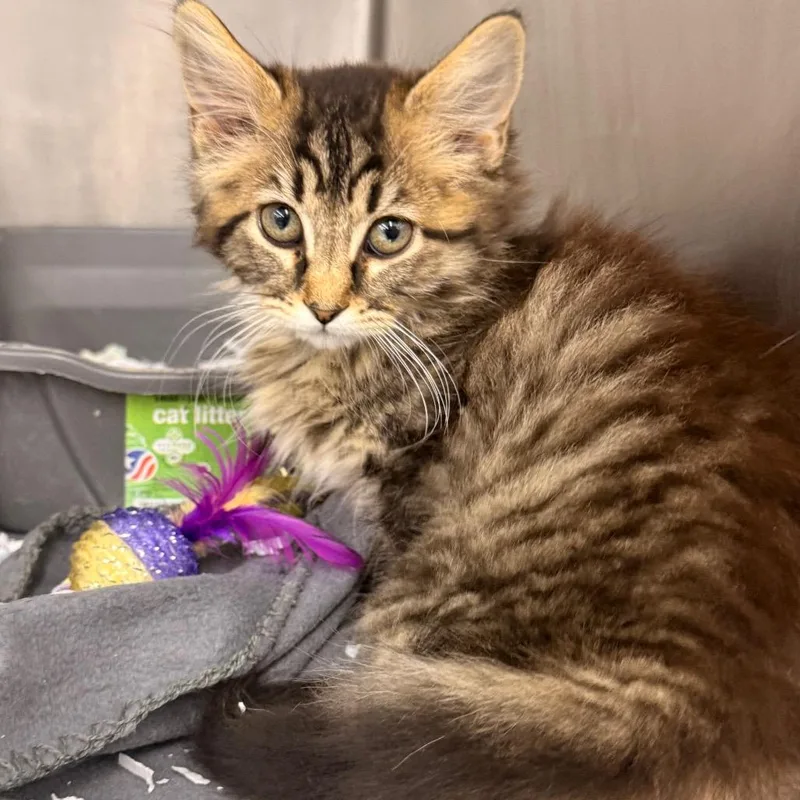 A baby small-sized female Brown / Chocolate Domestic Medium Hair cat named Slurpee for adoption in Evansville, IN