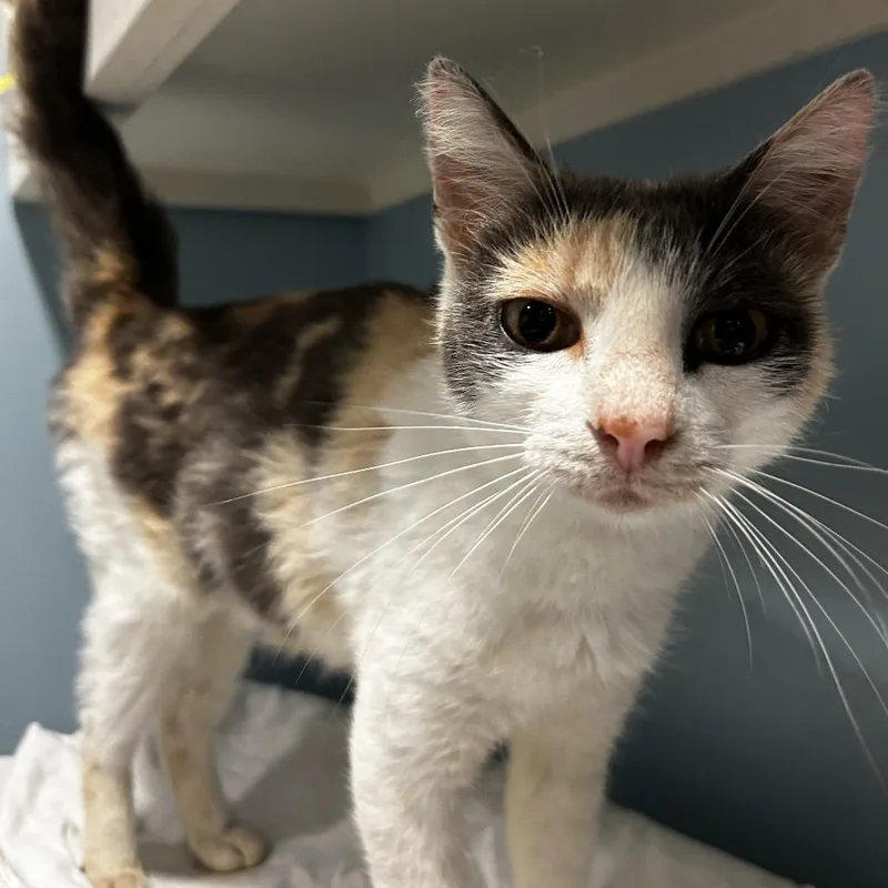 An adult medium-sized female Calico Domestic Short Hair cat named Moo Shu Pork for adoption in Chattanooga, TN