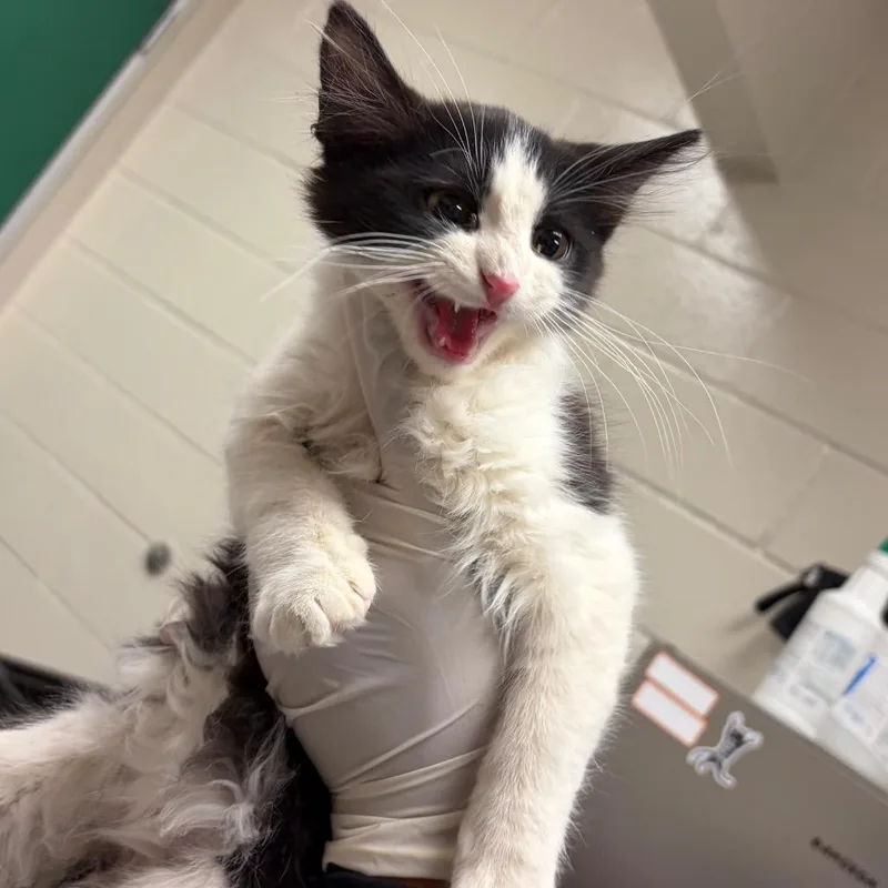 A baby small-sized male Black Domestic Short Hair cat named PacMan for adoption in Reno, NV
